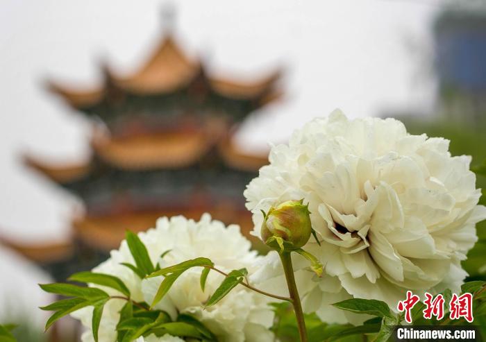 临夏州举办黄河流域农民篮球赛 搭建牡丹文化节